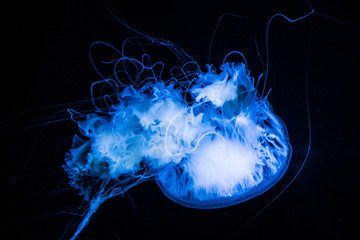 blue jellyfish