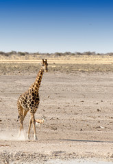 Lonely giraffe in Namibian savanna