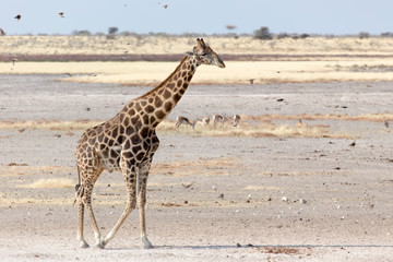 Lonely giraffe in Namibian savanna
