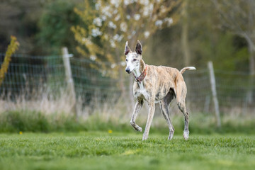 alter Greyhound