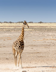 Obraz premium Lonely giraffe in Namibian savanna