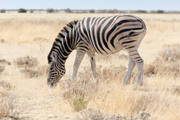 Naklejka na ściany i meble Zebra standing in the savannah