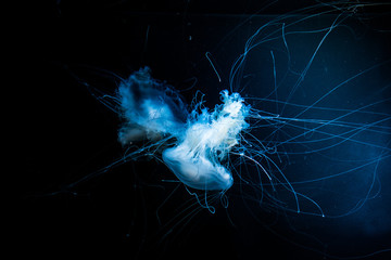 abstract jellyfish - Powered by Adobe