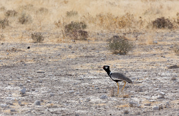 A northern black korhaan bird