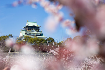 大阪城と梅