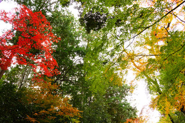 紅葉