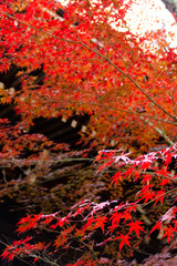 紅葉