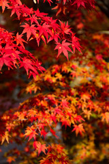 紅葉