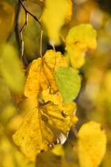 Autumn colors closeup