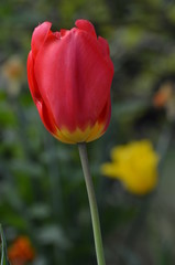 Fototapeta premium tulipe