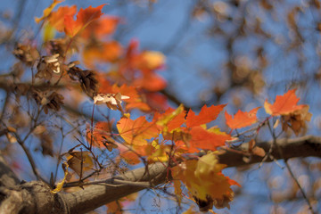 Autumn colors closeup