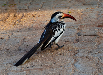 Toucan on the ground, Kenya, Africa 