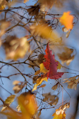 Autumn colors closeup