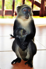 Macaque holds her puppy, Kanya, Africa