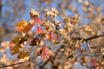 Autumn colors closeup