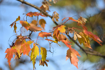 Autumn colors closeup