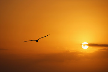 birds in the sunset