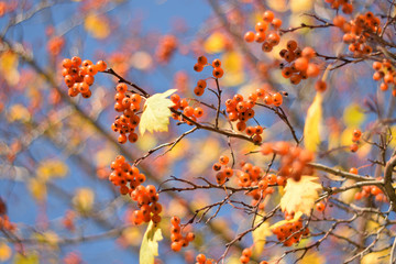 Autumn colors closeup