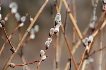 Pussy Willows In Bloom, Gold Bar Park, Edmonton, Alberta