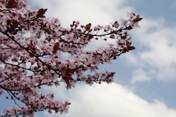 b&auml;ume im fr&uuml;hling