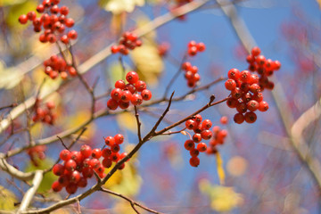 Autumn colors closeup