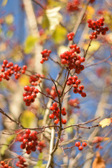 Autumn colors closeup