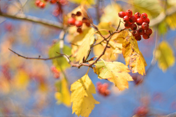 Autumn colors closeup