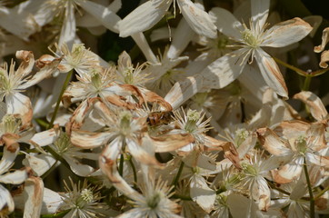 fleur blanche