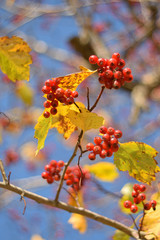 Autumn colors closeup