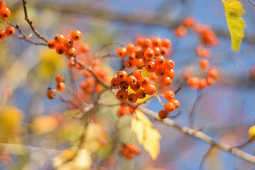 Autumn colors closeup