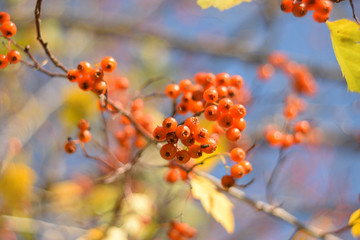 Autumn colors closeup