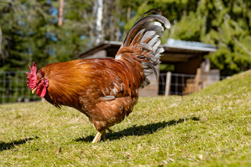 hens looking for food i garden gras