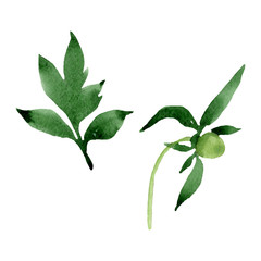 Peony green leaves floral flower. Watercolor background illustration set. Isolated peonies illustration element.