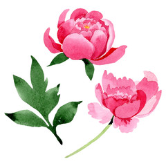 Pink peony floral botanical flowers. Watercolor background illustration set. Isolated peonies illustration element.
