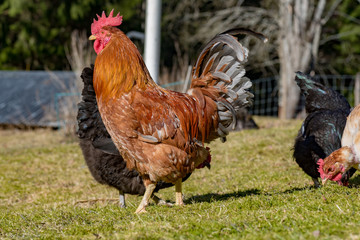 hens looking for food i garden gras
