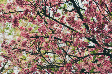 Pink Flowers