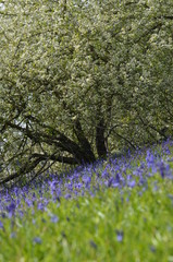 Naklejka premium prairie blanche et violette
