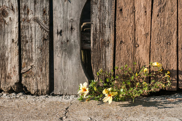 Lower part of old weathered grunge wooden rural garden fence with flowering flowers closeup