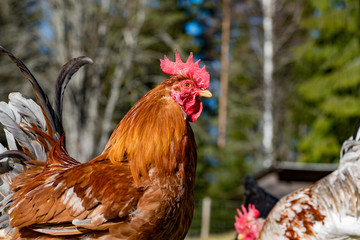 hens looking for food i garden gras