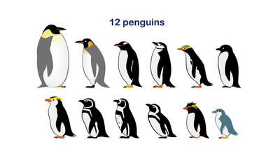 12ペンギン
