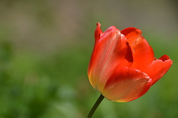 Obraz premium tulipe orange