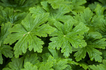 closeup of rain drops on green leaves on the floor in the forest