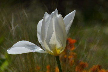 tulipe au vent