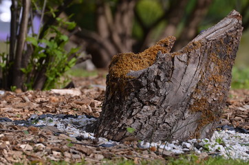 tronc d'arbre
