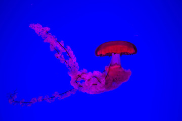 Jellyfish