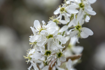 Amelanchier canadensis