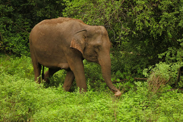 Fototapeta na wymiar Wild Elephant in Forest Sri Lanka
