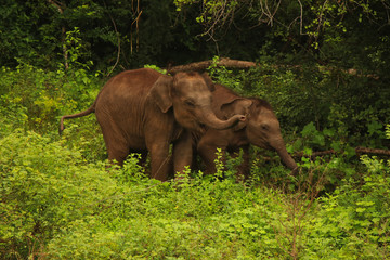 baby elephant in the wild of sri lanka