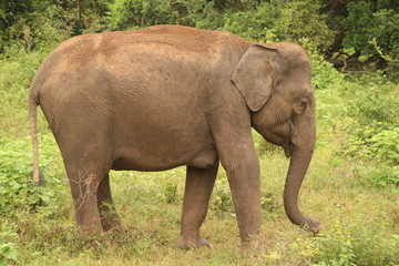 elephant in srilankan forest 