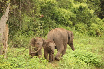 Happy Wild Elephant Family in Sri Lanka